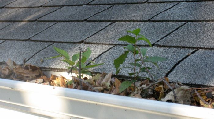 plants growing in gutters